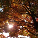 20151012_094159-2-2